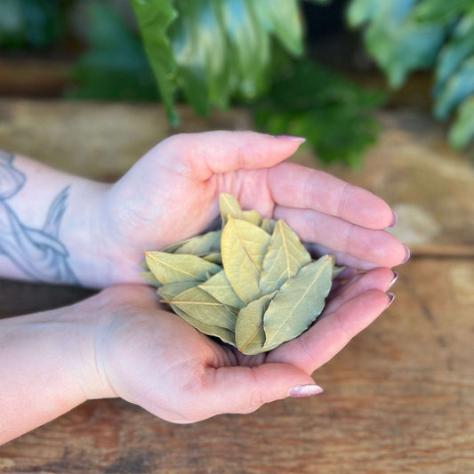 1 ounce Organic Bay Leaf - Add a touch of magic to your culinary and ritual creations with organic Bay Leaf. Known for its aromatic properties and mystical significance, Bay Leaf is believed to bring protection, clarity, and success to your endeavors.