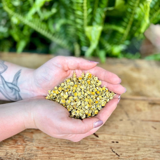 1 ounce Organic Chamomile - Infuse tranquility into your herbal collection with organic Chamomile. Known for its calming properties, Chamomile is believed to bring peace, relaxation, and enhance dreamwork. Immerse yourself in the organic serenity of Chamomile.