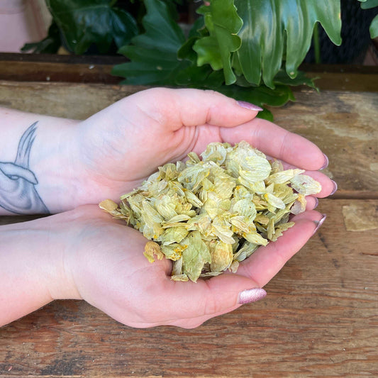 1 ounce Organic Hops Flower - Add a touch of floral tranquility to your rituals with organic Hops Flower. Beyond its aromatic appeal, Hops Flower is believed to bring relaxation, sleep aid, and soothing vibes. Experience the organic calmness of Hops Flower.