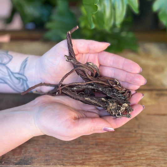 1 ounce Organic Alkanet Root - Dive into the enchanting world of natural dyes with organic Alkanet Root. This herb is prized for its deep red hues and has been historically used for coloring oils, salves, and magical potions. Experience the vibrant energy of Alkanet Root.