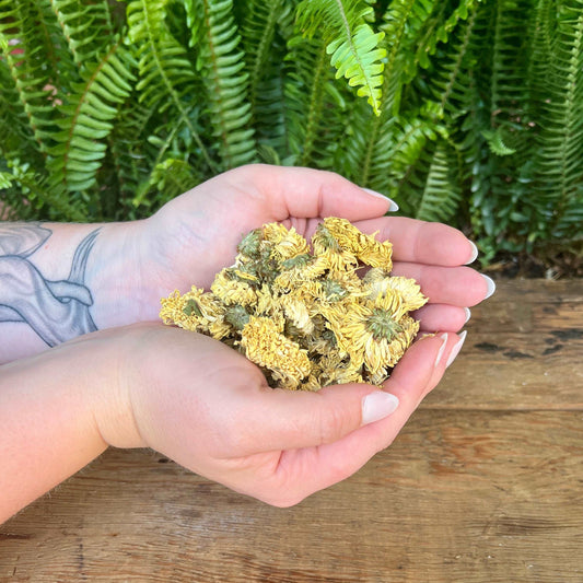 1 ounce Organic Chrysanthemum - Illuminate your herbal collection with organic Chrysanthemum. Known for its vibrant blooms and traditional uses, Chrysanthemum is believed to bring positivity, protection, and relaxation. Immerse yourself in the organic radiance of Chrysanthemum.