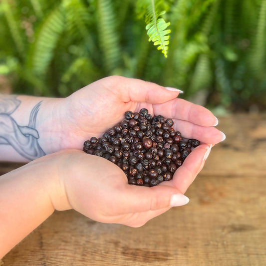 1 ounce Organic Juniper Berries - Spice up your herbal creations with the aromatic touch of organic Juniper Berries. Revered for their traditional uses, Juniper Berries are believed to bring protection, purification, and positive energy. Immerse yourself in the organic richness of Juniper Berries.