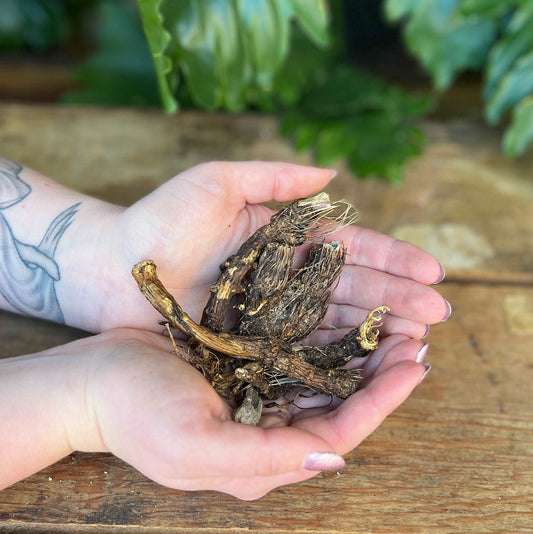 1 ounce Organic Osha Root - Explore the traditional uses of organic Osha Root. Revered for its benefits, Osha Root is believed to bring respiratory support, immune system benefits, and promote overall well-being. Immerse yourself in the organic strength of Osha Root.
