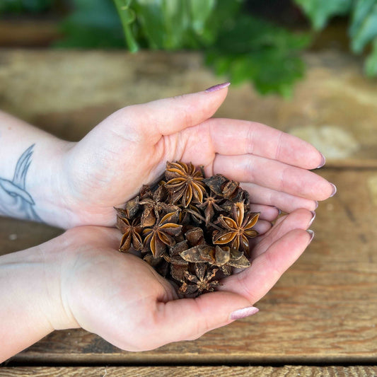 1 ounce Organic Star Anise - Immerse yourself in the aromatic allure of organic Star Anise. Known for its traditional uses, Star Anise is believed to bring digestive support, antioxidant properties, and promote overall well-being. Immerse yourself in the organic allure of Star Anise.